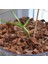 50 Adet 10 Farklı Renk Phalaenopsis Orkide Tohumu + 10 Adet K.renk C.kuşu Çiçeği Tohumu 3