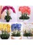 100 Adet 10 Farklı Renk Phalaenopsis Orkide Tohumu + 10 Adet K.renk Starliçe Çiçeği Tohumu 1
