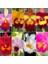 50 Adet 10 Farklı Renk Oncidium Orkide Tohumu + 10 Adet Hediye K.renk K.kalp Çiçeği Tohumu 1