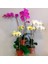 50 Adet K. Renk Phalaenopsis Orkide Tohumu + 10 Adet Hediye K.renk Dicentra Spectabilis Çiçeği Tohumu 1
