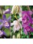 50 Adet K. Renk Phalaenopsis Orkide Tohumu + 10 Adet Hediye K.renk Dicentra Spectabilis Çiçeği Tohumu 1