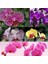 100 Adet K. Renk Phalaenopsis Orkide Tohumu + 10 Adet Hediye K.renk Dicentra Spectabilis Çiçeği Tohumu 1