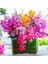 10 Adet K. Renk Phalaenopsis Orkide Tohumu + 10 Adet Hediye K.renk Dicentra Spectabilis Çiçeği Tohumu 1