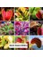 50 Adet 10 Farklı Renk Oncidium Orkide Tohumu + 10 Adet Hediye K.renk Venüs Çiçeği Tohumu 4