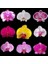 25 Adet 10 Farklı Renk Phalaenopsis Orkide Tohumu + 10 Adet Hediye K.renk Sinekkapan Çiçeği Tohumu 1