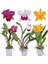 100 Adet K. Renk Phalaenopsis Orkide Tohumu + 10 Adet Hediye K.renk Dicentra Spectabilis Çiçeği Tohumu 1