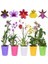 10 Adet 10 Farklı Renk Oncidium Orkide Tohumu + 10 Adet Hediye K.renk K.kalp Çiçeği Tohumu 3
