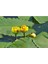 Nilüfer Nuphar Japonica Su Üstü Bitkisi Soğan Halinde 2 Adet 1