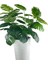 Yapay Monstera Beyaz Uzun Kumsal Vazoda 120CM 36YAPRAK 4