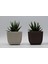 Mercan Kare Saksı No:1 0,27 Lt. (8,2 x 8,2 x 7,1 Cm) (2 Adet) 2