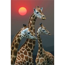 Anime And Your World National Geographic  Resim Defteri Çizim Defteri Telli A4 Boyutu Pvc Kaplı 21×29 cm 32 Sayfa