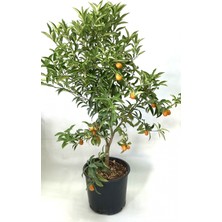 Fidan Merkezi Aşılı Kumkuat (Kumkat) Ağacı- 5 Yaş Tüplü