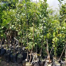 Fidan Merkezi Aşılı Trabzon Hurması Cennet Elması Fidanı, Torbada 5 Yaş