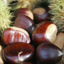 Fidan Merkezi Tüplü Iri Meyveli Fransız Marigoule Kestane Fidanı 5 Yaş