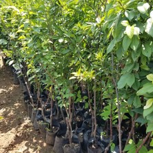 Fidan Merkezi 5 Yaş, Aşılı Papaz Erik Fidanı, Torbada (Meyve Verir Yaşta.)