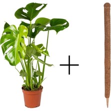Fidan Merkezi Deve Tabanı Monstera Deliciosa + Yosun Sopası
