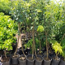 Fidan Merkezi 5 Yaş Aşılı Granyy Smith Elma Fidanı , Saksıda