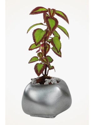 Viselia Dekoratif Saksı Gümüş Eskitme Küçük Çiçek Saksısı Spiral Model