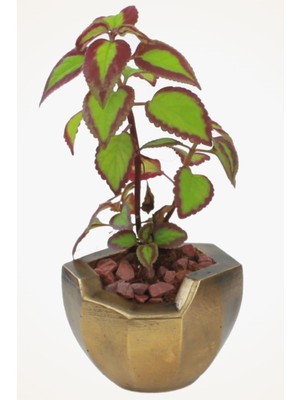 Viselia Dekoratif Saksı Altın Eskitme Küçük Çiçek Saksısı Önü Açık Model