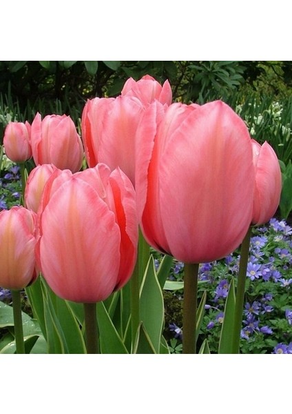 10 Adet Pembe Renk Lale Çiçeği Tohumu (4 Mevsim Ekilebilir Sezonluk Taze Tohumlar)