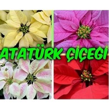 Day 10 Adet Karışık Renk Atatürk Çiçeği Tohumu + 10 Adet K.renk Gül Çiçek Tohumu