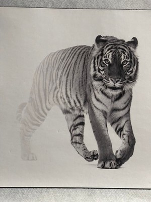 Gönülden Tasarım 20X20 cm 3 D Ütü Ile Yapışan Aslan Aplike Baskı Tişört Baskı Arma Dikiş Hobi