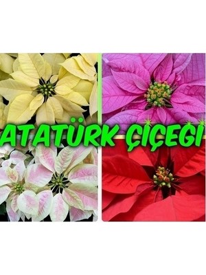 Day 10 Adet Karışık Renk Atatürk Çiçeği Tohumu + 10 Adet K.renk Gül Çiçek Tohumu