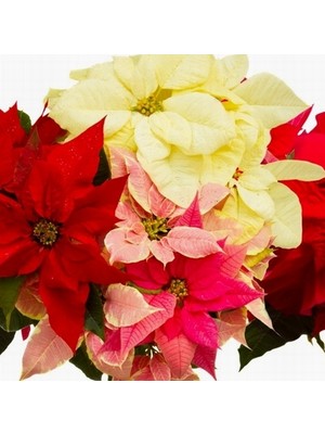 Day 50 Adet Karışık Renk Atatürk Çiçeği Tohumu + 10 Adet K.renk Gül Çiçek Tohumu