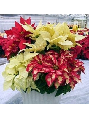 Day 50 Adet Karışık Renk Atatürk Çiçeği Tohumu + 10 Adet K.renk Gül Çiçek Tohumu