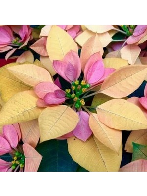 Day 25 Adet Karışık Renk Atatürk Çiçeği Tohumu + 10 Adet K.renk Gül Çiçek Tohumu