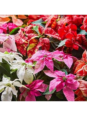 Day 50 Adet Karışık Renk Atatürk Çiçeği Tohumu + 10 Adet K.renk Gül Çiçek Tohumu