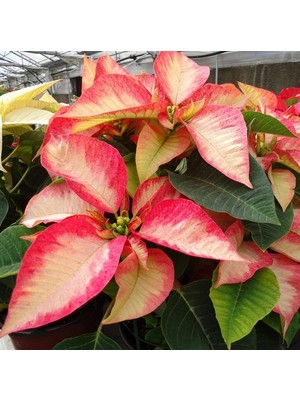 Day 10 Adet Karışık Renk Atatürk Çiçeği Tohumu + 10 Adet K.renk Gül Çiçek Tohumu