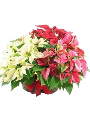 Day 50 Adet Karışık Renk Atatürk Çiçeği Tohumu + 10 Adet K.renk Gül Çiçek Tohumu