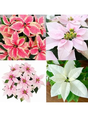 Day 10 Adet Karışık Renk Atatürk Çiçeği Tohumu + 10 Adet K.renk Gül Çiçek Tohumu