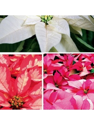 Day 25 Adet Karışık Renk Atatürk Çiçeği Tohumu + 10 Adet K.renk Gül Çiçek Tohumu