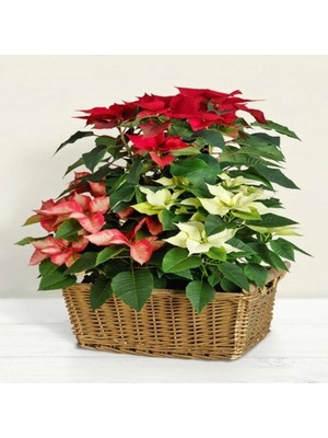 Day 10 Adet Karışık Renk Atatürk Çiçeği Tohumu + 10 Adet K.renk Gül Çiçek Tohumu