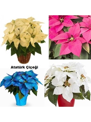 Day 25 Adet Karışık Renk Atatürk Çiçeği Tohumu + 10 Adet K.renk Gül Çiçek Tohumu