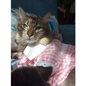 Kurdeleli Pembe Dişi Gömlek Kedi Köpek Kıyafeti Elbisesi