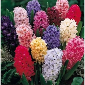 100 Adet 10 Farklı Renk Hyacinthus Çiçeği Tohumu + 10 Adet K.renk Gül Çiçek Tohumu