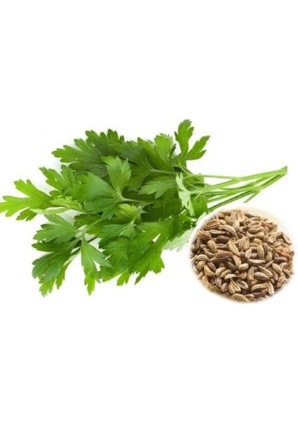 Maydanoz Tohumu 25 Gr modelleri