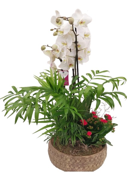 Orkide Aranjman Beyaz