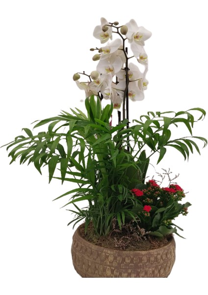 Orkide Aranjman Beyaz fiyatları