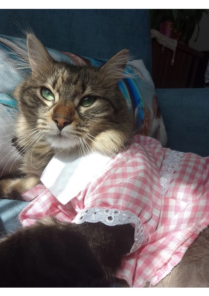 Kurdeleli Pembe Dişi Gömlek Kedi Köpek Kıyafeti Elbisesi