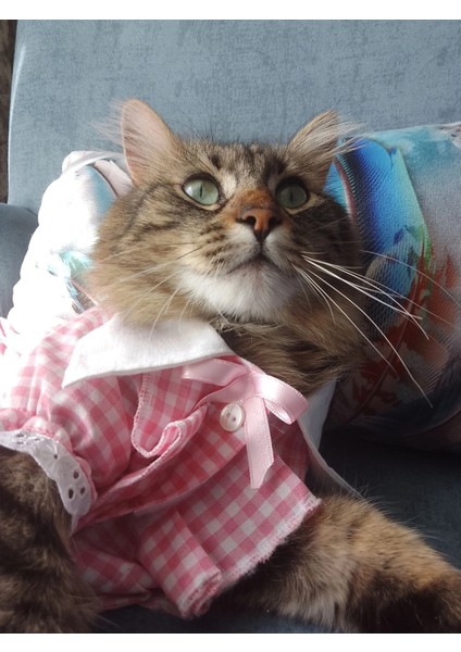 Kurdeleli Pembe Dişi Gömlek Kedi Köpek Kıyafeti Elbisesi
