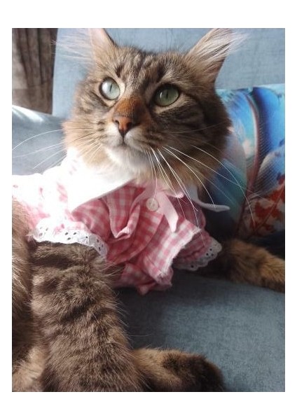 Kurdeleli Pembe Dişi Gömlek Kedi Köpek Kıyafeti Elbisesi