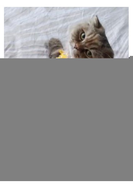 Arı Desenli Sarı Kedi Köpek Kıyafeti Elbisesi