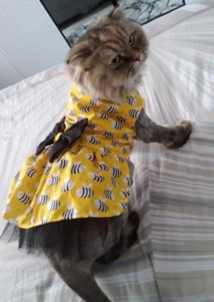 Arı Desenli Sarı Kedi Köpek Kıyafeti Elbisesi
