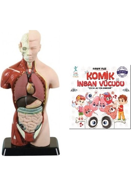 Komik Insan Vücudu - Insan Vücudu Model 8 Parça 27 cm
