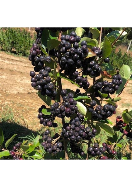 20 Adet Nero Siyah Aronya Aronia Chokeberry Fidesi (10-15 Cm)