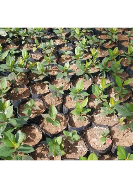 20 Adet Nero Siyah Aronya Aronia Chokeberry Fidesi (10-15 Cm)
